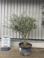‘Parachute’ pruned Italian Olive tree