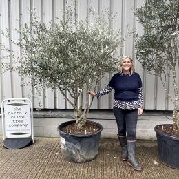 ‘Parachute’ pruned Italian Olive tree