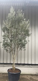 Multi-stem screening olive tree