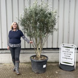 ‘Parachute’ pruned Italian Olive tree