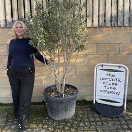 ‘Parachute’ pruned Italian Olive tree