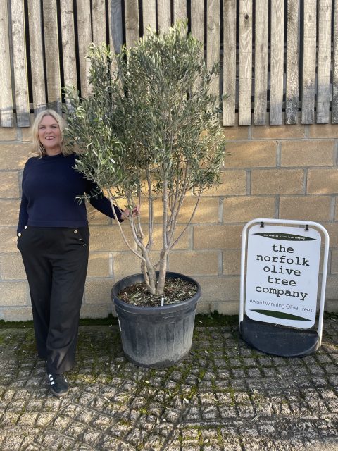 ‘Parachute’ pruned Italian Olive tree