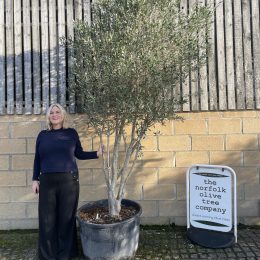 Multi-stem screening olive tree