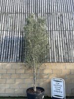 Multi-stem screening olive tree
