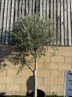 Smooth stem branched Olive tree