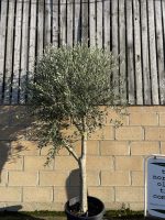 Smooth stem branched Olive tree
