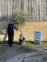 Smooth stem branched Olive tree