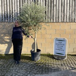 Smooth stem branched Olive tree