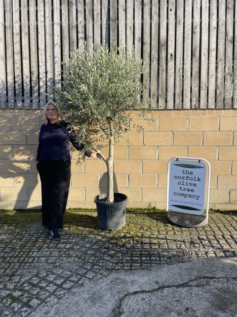 Smooth stem branched Olive tree