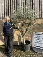 Smooth stem branched Olive tree