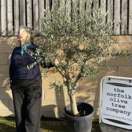 Smooth stem branched Olive tree