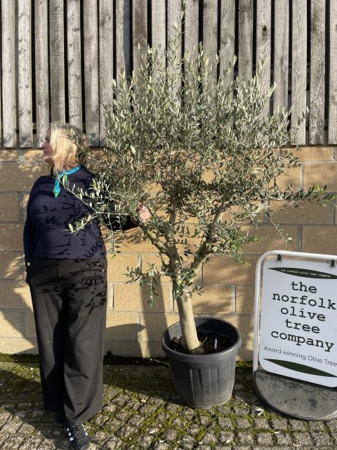 Smooth stem branched Olive tree