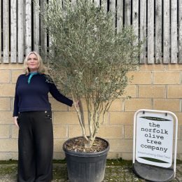 Olive tree - a charming specimen.