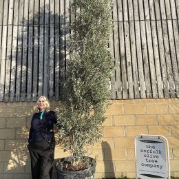 Tall screening Olive Tree