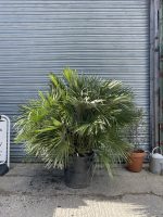 Chamaerops Humilis