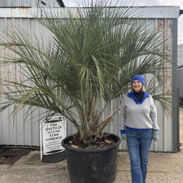Butia Capitata (Jelly Palm) – Hardy Feather Palm | mainland UK Delivery