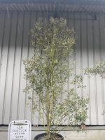 Multi-stem screening olive tree