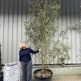 Multi-stem screening olive tree