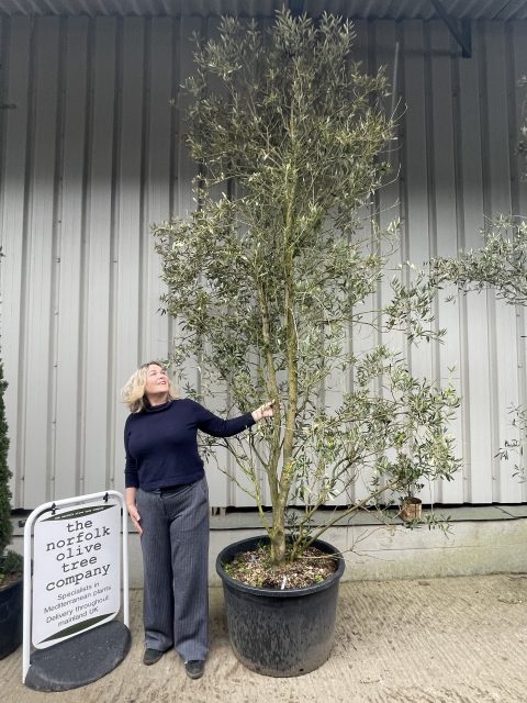 Multi-stem screening olive tree