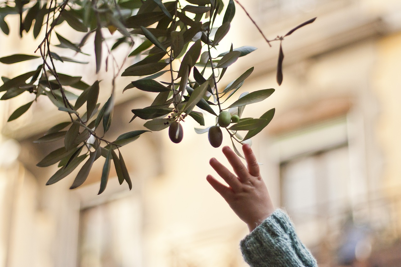 Olive Trees-Frequently asked Questions -FAQ