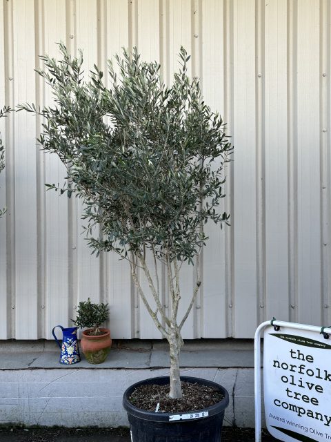 Italian Olive Tree for sale