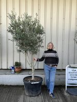 Italian Olive Tree for sale