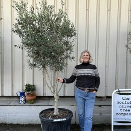 Italian Olive Tree for sale