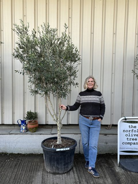 Italian Olive Tree for sale