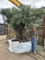 Romantic olive tree