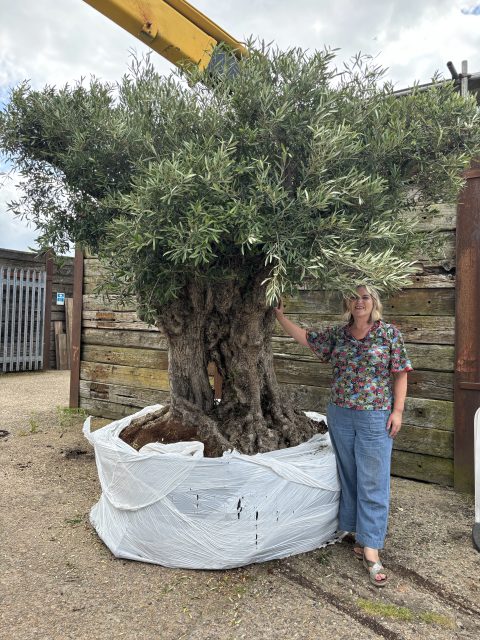 Romantic olive tree