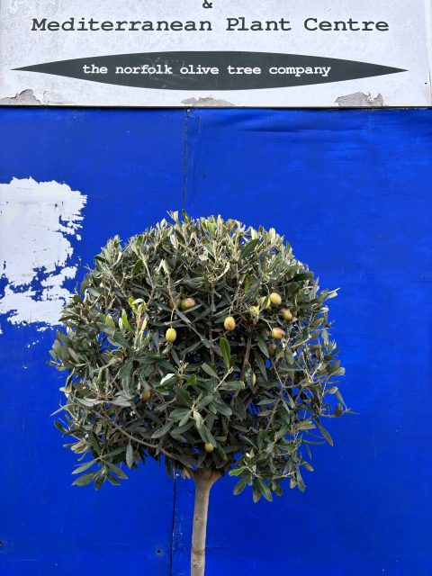 3/4 Standard Olive tree