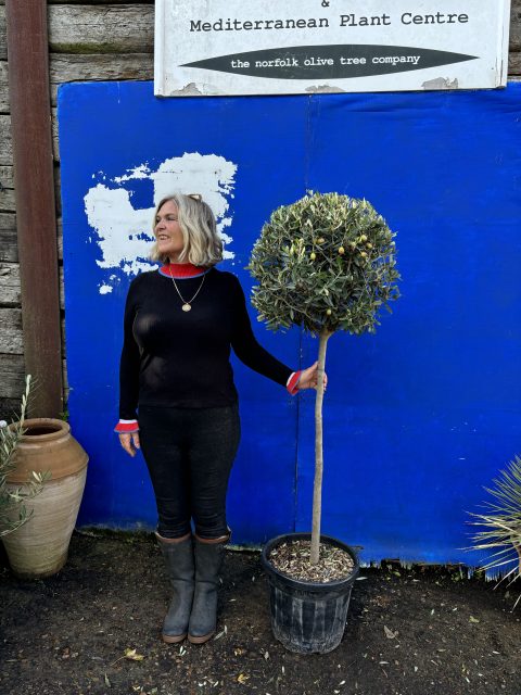 3/4 Standard Olive tree