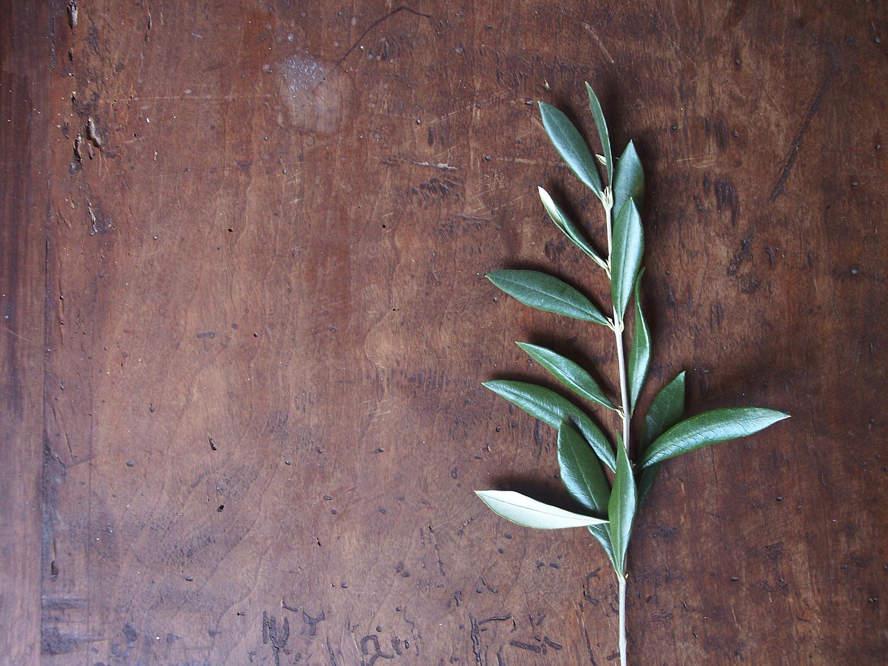 Extending an Olive Branch: A Christmas Gesture of Love. - The Norfolk Olive  Tree Company