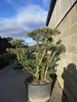 Niwaki Cloud tree