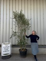 Ancient Olive Tree For Sale.
