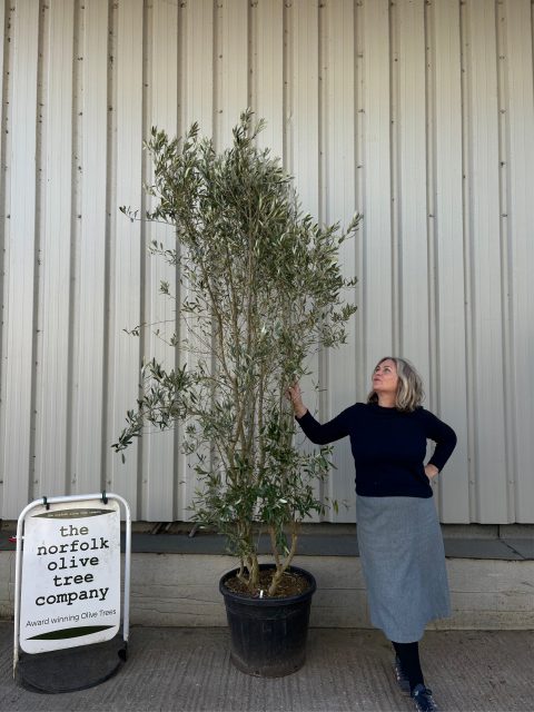 Ancient Olive Tree For Sale.