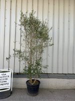 Ancient Olive Tree For Sale.
