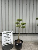Patio cloud tree