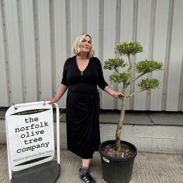 Patio cloud tree