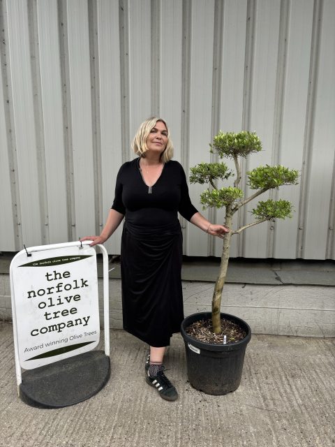 Patio cloud tree