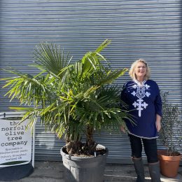 Multi- trunk Trachycarpus Fortunei