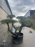 Cloud pruned Olive Tree with gnarled bark for sale