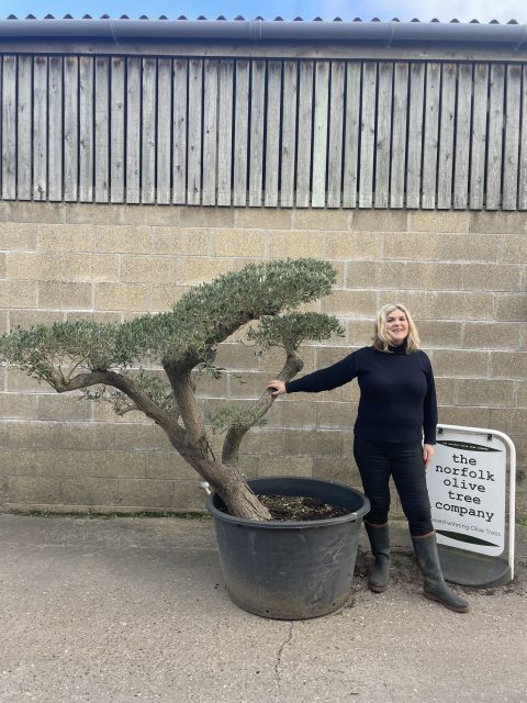 Cloud pruned Olive Tree with gnarled bark for sale