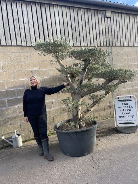 Smooth stem cloud tree