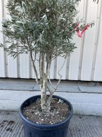 Cipressino Parachute Olive Tree