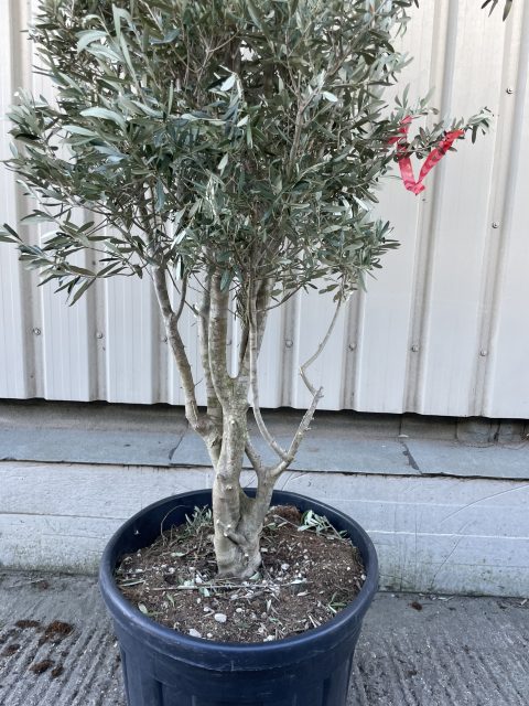 Cipressino Parachute Olive Tree