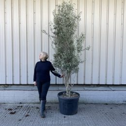 Cipressino Parachute Olive Tree