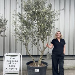 Multi stemmed Olive Tree