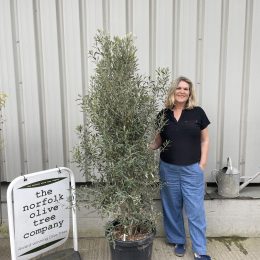 Olea europaea ‘Cipressino’