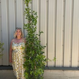 Evergreen Jasmine. Free delivery